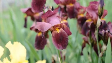 Burgundy irises bloomed in the spring in the garden near the house. Commercial gardening in spring.
