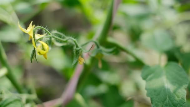 Coltivare Pomodori Biologici Serra Pianta Pomodoro Fiorisce Fruttifica Primavera Cibo — Video Stock