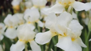 Baharda, bahçede beyaz irisler çiçek açtı. Süsen kuşlarının ticari gelişimi.