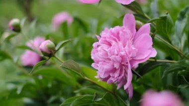 Pembe şakayıklar baharda bahçede çiçek açtı. Şakayık ticareti..