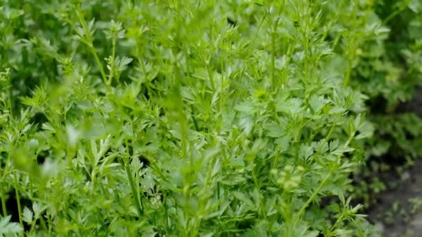 Young Parsley Grows Garden Growing Organic Vegetables Greenhouse Agricultural Activity — Stock Video