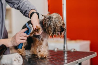 Bir kuaförde Yorkshire Teriyeri için profesyonel bakım.