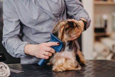 Bir kuaförde Yorkshire Teriyeri için profesyonel bakım.