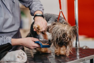 Bir kuaförde Yorkshire Teriyeri için profesyonel bakım.