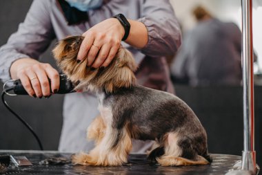 Profesyonel saç kesimi ve köpek bakımı. Yorkshire Teriyeri kuaförde..