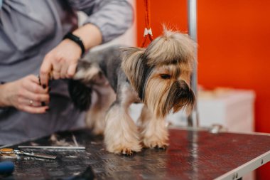 Profesyonel saç kesimi ve köpek bakımı. Yorkshire Teriyeri kuaförde..