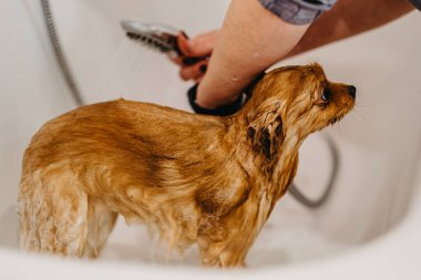 Köpekleri tımar eden Spitz Pomeranya köpeği kulübede. Köpek için profesyonel bakım..