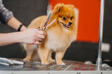 Köpekleri tımar eden Spitz Pomeranya köpeği kulübede. Köpek için profesyonel bakım..