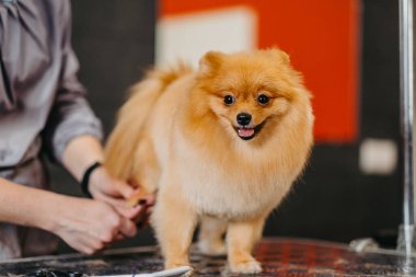 Köpekleri tımar eden Spitz Pomeranya köpeği kulübede. Köpek için profesyonel bakım..