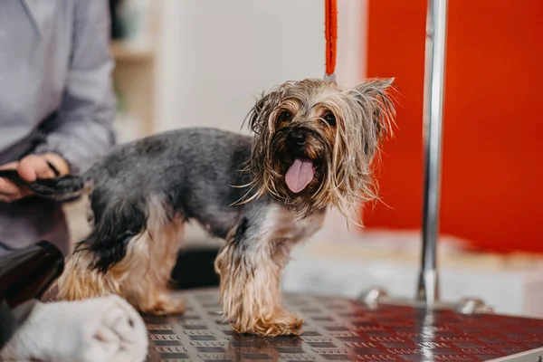 Soins Professionnels Pour Yorkshire Terrier Dans Salon Toilettage — Photo