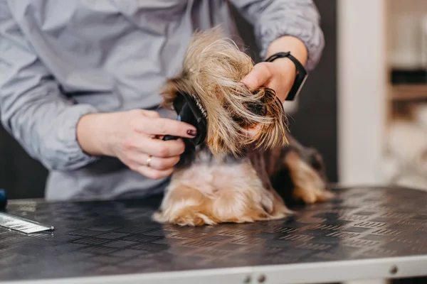 Soins Professionnels Pour Yorkshire Terrier Dans Salon Toilettage — Photo