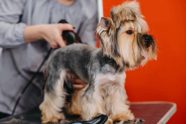 Professional haircut and dog care Yorkshire Terrier in the grooming salon.