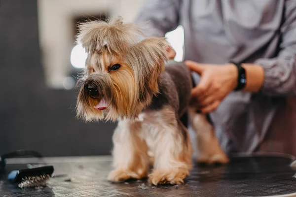 Professional haircut and dog care Yorkshire Terrier in the grooming salon.