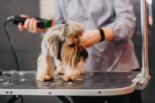 Cheveux Professionnels Soins Pour Chiens Yorkshire Terrier Dans Salon Toilettage — Photo
