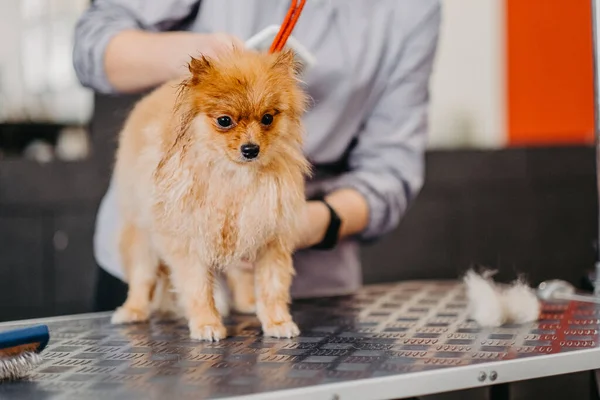 Professionell Vård För Hunden Pommerska Spitz Grooming Salongen Professionell Hundtorkning — Stockfoto