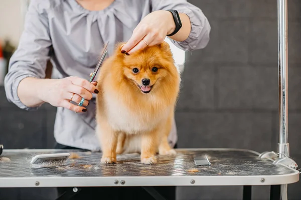 grooming dogs Spitz Pomeranian in the cabin. Professional care for the dog.