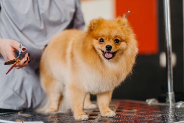 Köpekleri tımar eden Spitz Pomeranya köpeği kulübede. Köpek için profesyonel bakım..