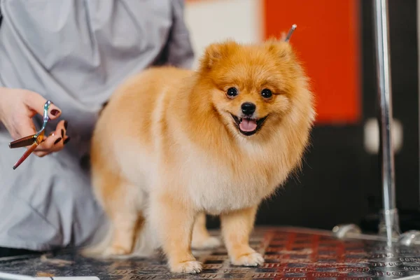 Grooming Hundar Spitz Pommerska Kabinen Professionell Vård För Hunden — Stockfoto