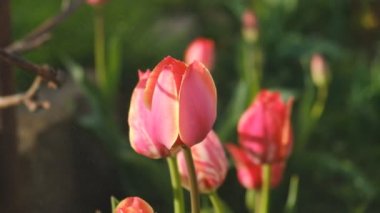 Baharda bahçede kırmızı laleler çiçek açtı. Lale ticareti..