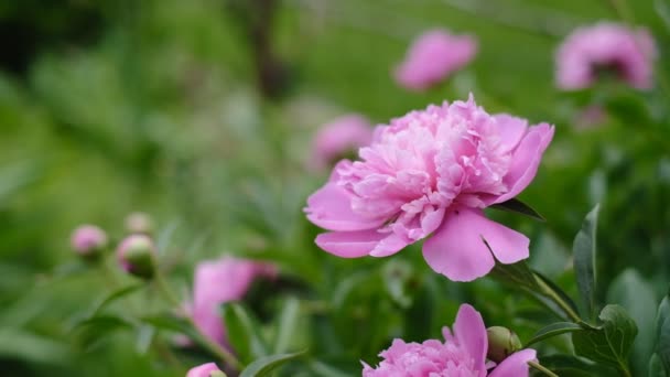 Рожеві Півонії Цвіли Саду Навесні Комерційне Вирощування Півоній — стокове відео
