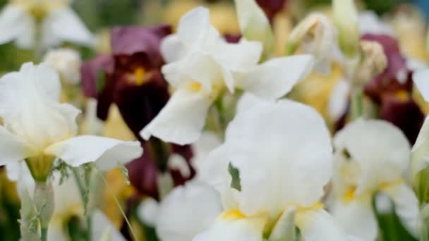 Spring White Irises Bloomed Garden Commercial Cultivation Irises — Αρχείο Βίντεο