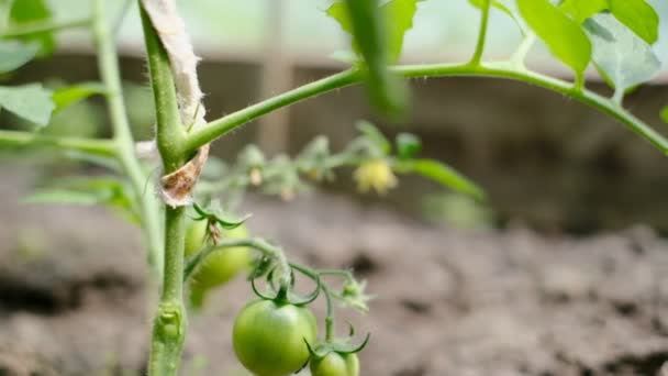 Growing Organic Tomatoes Greenhouse Tomato Plant Blooms Bears Fruit Spring — Αρχείο Βίντεο