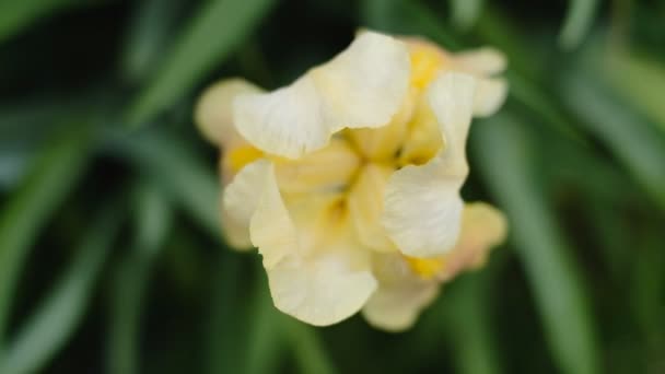 Baharda Sarı Irisler Bahçede Çiçek Açtı Süsen Kuşlarının Ticari Gelişimi — Stok video