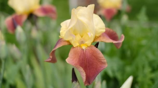 Het Voorjaar Bloeiden Gele Irissen Tuin Commerciële Teelt Van Irissen — Stockvideo