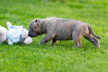 Zorba köpek yavruları yazın parkta oyuncaklarla oynarlar. Amerikalı zorba üreticisi köpek yavrularıyla parkta yürür. Safkan zorba köpek yavruları.