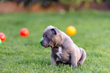 Küçük bir Amerikan köpeği yaz parkında çimlerin üzerinde yürüyor..