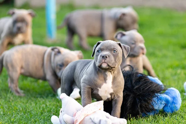 Bully Cachorros Juegan Con Juguetes Parque Verano Criador Matón Americano —  Fotos de Stock