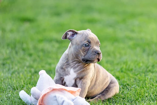 夏には公園内のおもちゃでいじめ子犬が遊びます アメリカのいじめっ子育種家は公園内の子犬と歩く 純血いじめの子犬 — ストック写真