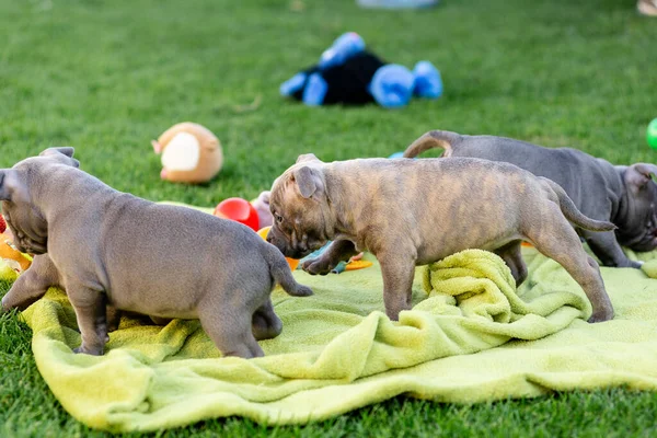 Bully Cachorros Juegan Con Juguetes Parque Verano Criador Matón Americano —  Fotos de Stock