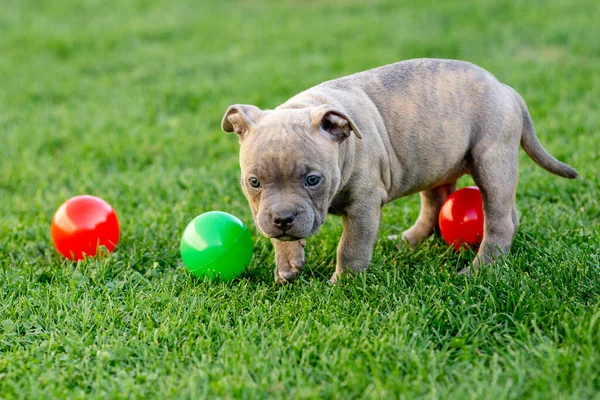 Zorba Köpek Yavruları Yazın Parkta Oyuncaklarla Oynarlar Amerikalı Zorba Üreticisi — Stok fotoğraf