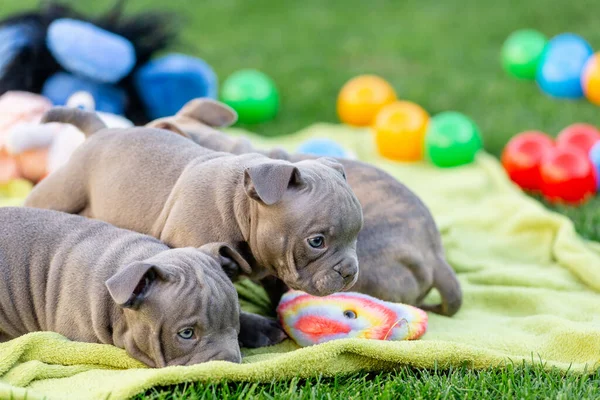 Filhotes Bully Brincam Com Brinquedos Parque Verão American Bully Breeder — Fotografia de Stock