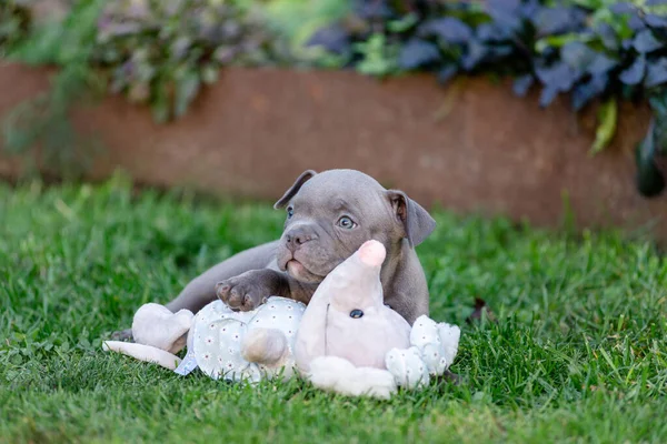 Bully Puppies Play Toys Park Summer American Bully Breeder Walks — Stock Photo, Image