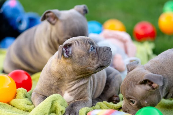 Filhotes Bully Brincam Com Brinquedos Parque Verão American Bully Breeder — Fotografia de Stock