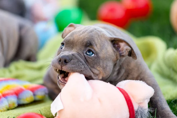 Bully Cachorros Juegan Con Juguetes Parque Verano Criador Matón Americano — Foto de Stock