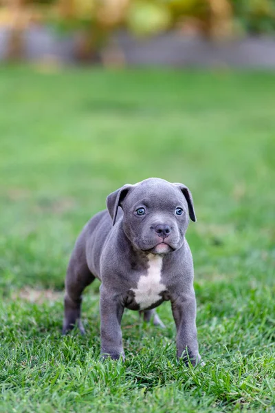 Petit Chiot Bulli Américain Marche Sur Herbe Dans Parc Été — Photo