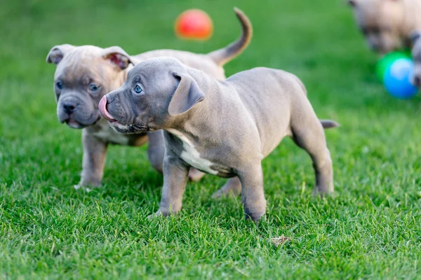 Cachorrinho Bulli Americano Caminha Grama Parque Verão — Fotografia de Stock