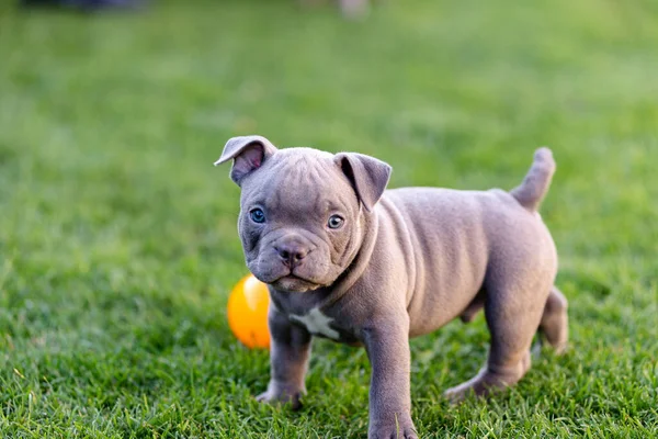 Küçük Bir Amerikan Köpeği Yaz Parkında Çimlerin Üzerinde Yürüyor — Stok fotoğraf