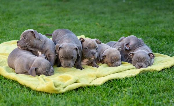 American Bulli Puppies Fall Asleep Grass Mat Summer Park — Stock Photo, Image