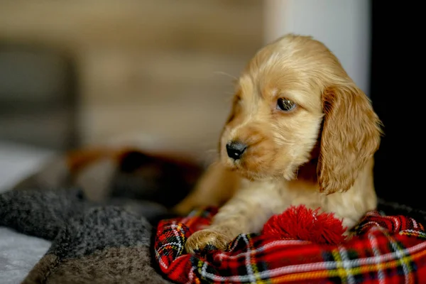 Love Pets Baby Cocker Spaniel Puppy Lies Bed House Appearance — Fotografia de Stock