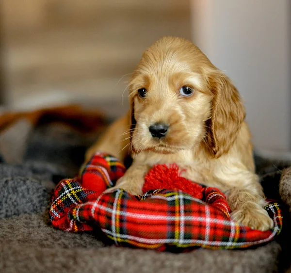 Love Pets Baby Cocker Spaniel Puppy Lies Bed House Appearance — Fotografia de Stock