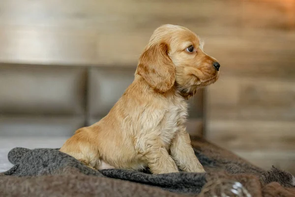 Amor Por Animais Estimação Cachorrinho Cocker Spaniel Bebê Encontra Cama — Fotografia de Stock