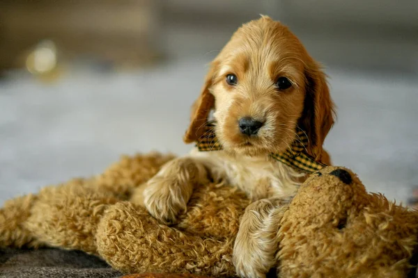 Love Pets Baby Cocker Spaniel Puppy Lies Bed House Appearance — Stockfoto