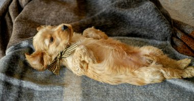 Evcil hayvan sevgisi. Bebek Cocker Spaniel köpek yavrusu yatakta sırt üstü yatıyor. Evde bir hayvanın görünümü..
