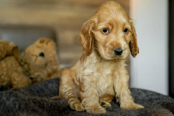 Love Pets Baby Cocker Spaniel Puppy Lies Bed House Appearance — Stock Fotó