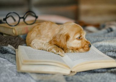 Evcil hayvan sevgisi. Bebek Cocker Spaniel köpek yavrusu yatağa uzanıp kitap okuyor. Evde bir hayvanın görünümü..