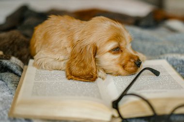 Evcil hayvan sevgisi. Bebek Cocker Spaniel köpek yavrusu yatağa uzanıp kitap okuyor. Evde bir hayvanın görünümü..